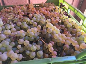 chasselas_guarilihue