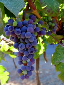 malbec_racimo