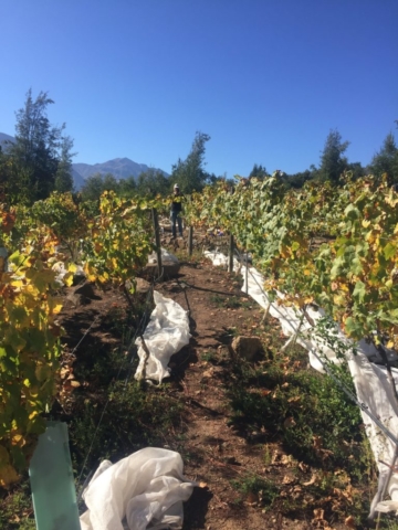 Mallas de Raschel entre el viñedo protegieron las uvas de chaquetas amarillas y pájaros