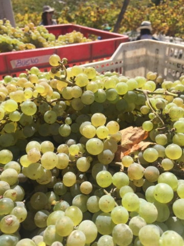 Racimos de Riesling, cosecha 2018