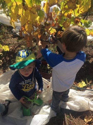 Los niños ayudando en la vendimia.