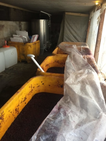 Bins de fermentación, con cosecha 2018!