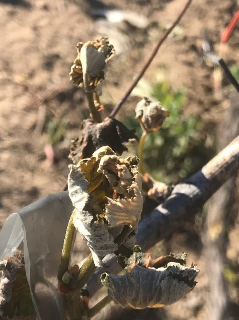 Brotes de Semillón quemados por heladas en Sector El Cóndor de Apalta. 